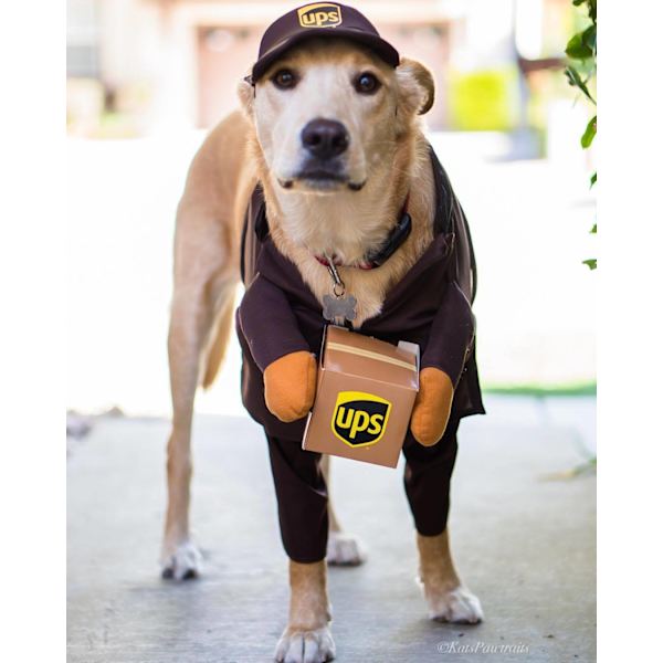 Pet Ups Pal Hundekostume Dragt, Sjov Express Kæledyr Tøj Hund