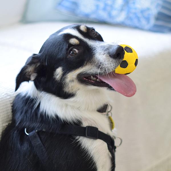 1 Pack Pipande Hundbollar - Mjuka Latexgummi Pipande Leksaker fo