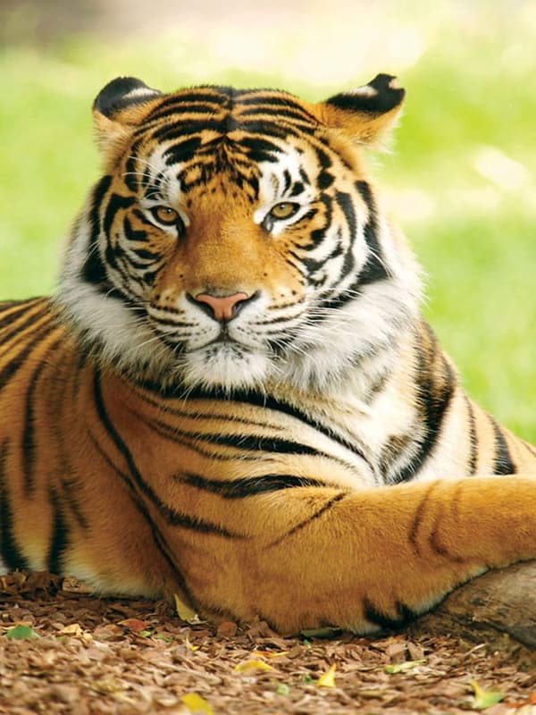 (30x40cm) 5D Diamantmålning Tiger 26