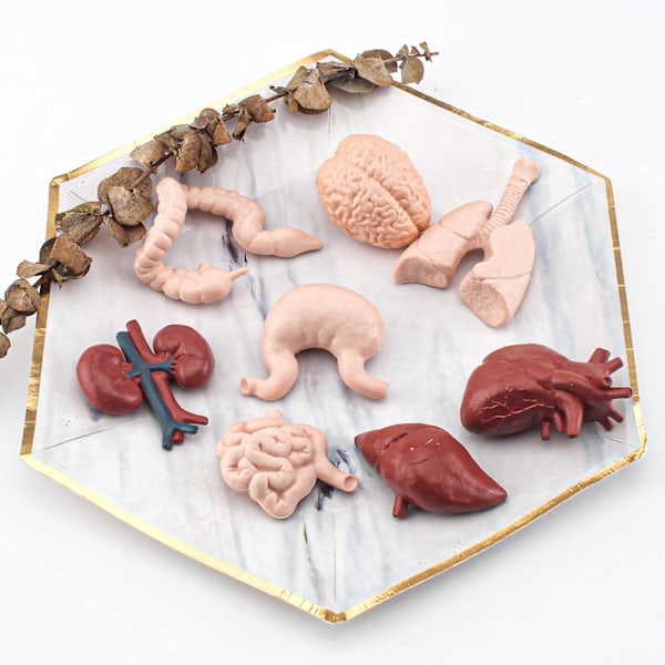 8 osaa lasten mannekiinin mini-ruumiinosat -setti ihmisen anatomiamalli Anatomia ja fysiologia Hyvät työkalut