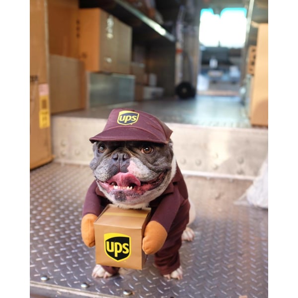 Pet Ups Pal -koiran asu, hauska pikakuljetuslemmikkien vaatteet koiralle