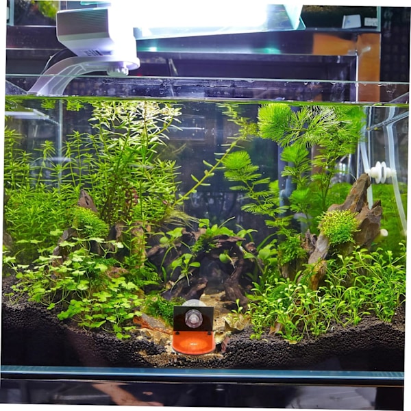 Akvariestativ Akvarium Fluorescerende Revstativ Fisk Materiale: Akryl akryl stativ koralrød stikbase