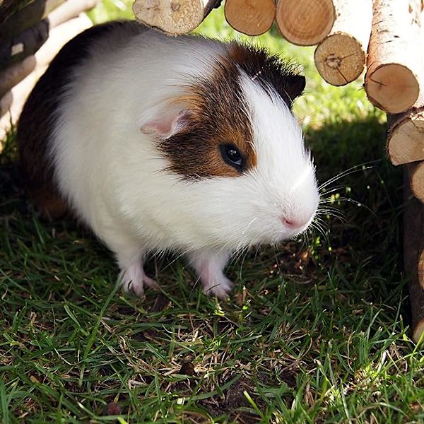 Blå Drøm Pont Bois Rongeur 12*23cm, Bur Tunnel, Hamster, Skød