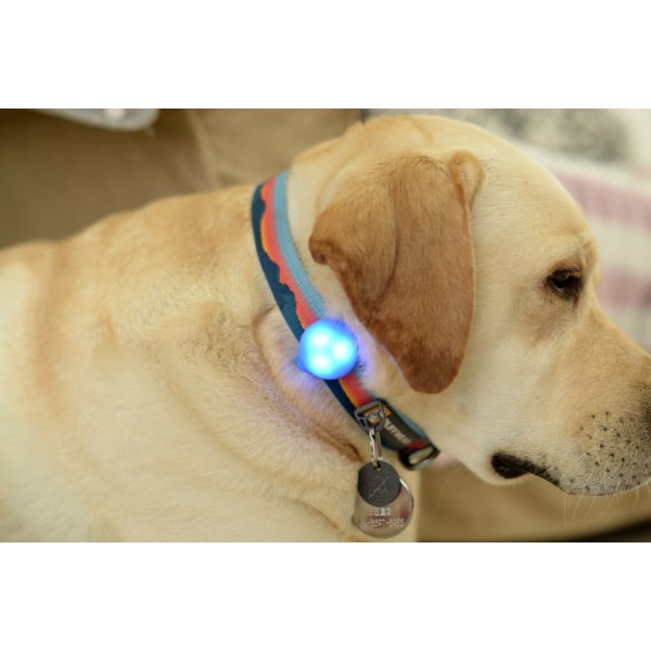 Lumière de collier de sécurité de nuit de LED pour le collier d
