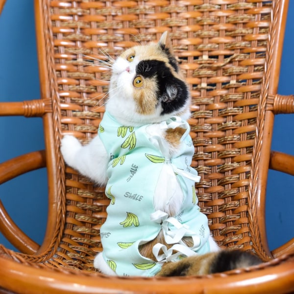 Rehabiliteringskläder för husdjur (L) Postoperativa kläder Katt S