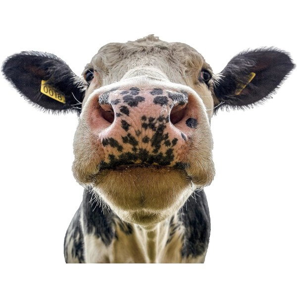 Cow Stickers Window Decor Wall Decals - Funny Animal Wall De