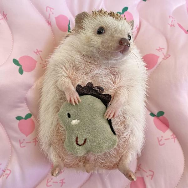 5×5×5cm 3 st Söta Små Djurtillbehör Leksaker Dinosaurie för Igelkotttillbehör Marsvin Hamster Små Husdjursleksak Present P