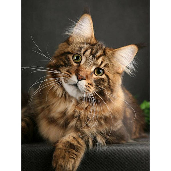 30 × 40 Diamantmålning av katt (30 * 40, 1 st
