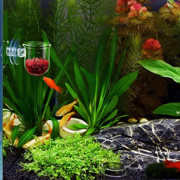Røde Orme til Akvarium - Krystalglas - Fiskefoder - Sole - Rejer - Rød Orm - Akvariefoderdispenser med Sømme