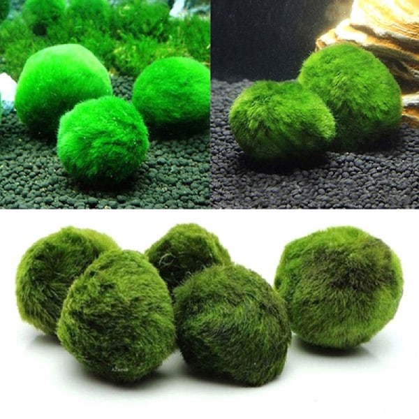 6 st vattengräsboll, sjögräsboll, akvarium prydnadslandskapsdekoration 10cm