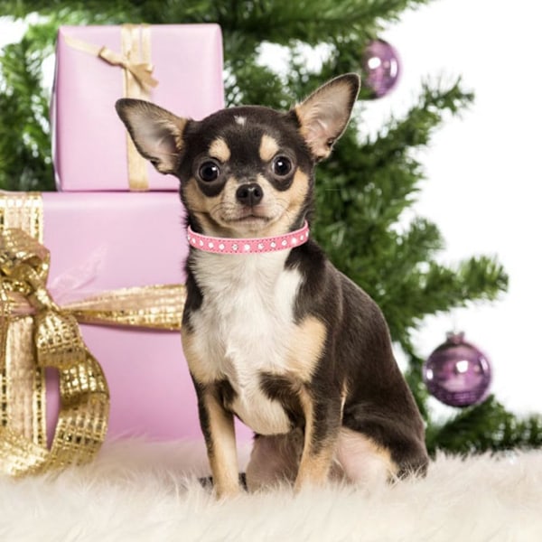 Halsband för liten hund, valphalsband, flicka, katt, kattunge, rosa storlek XS