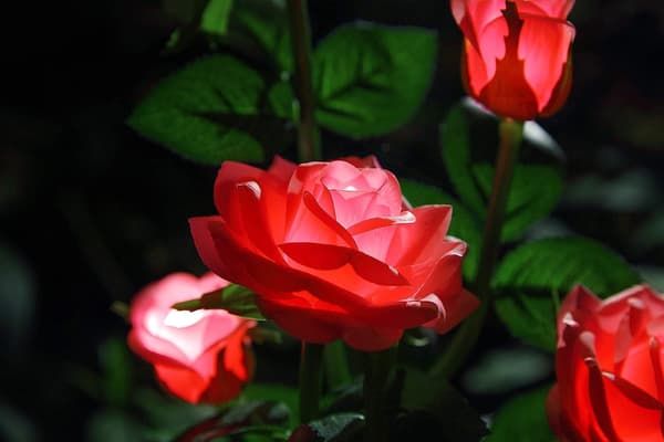 Solcellelamper utendørs, 2-pakning roseblomster dekorative lys for