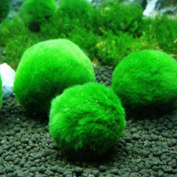 6 st vattengräsboll, sjögräsboll, akvarium prydnadslandskapsdekoration 10cm