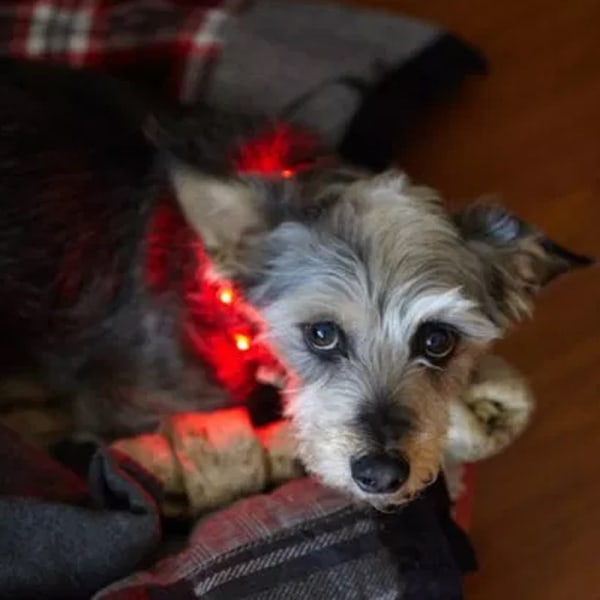 Pet Lysende LED-Halsbånd USB Opladning Hunde Gåtur Halsbånd