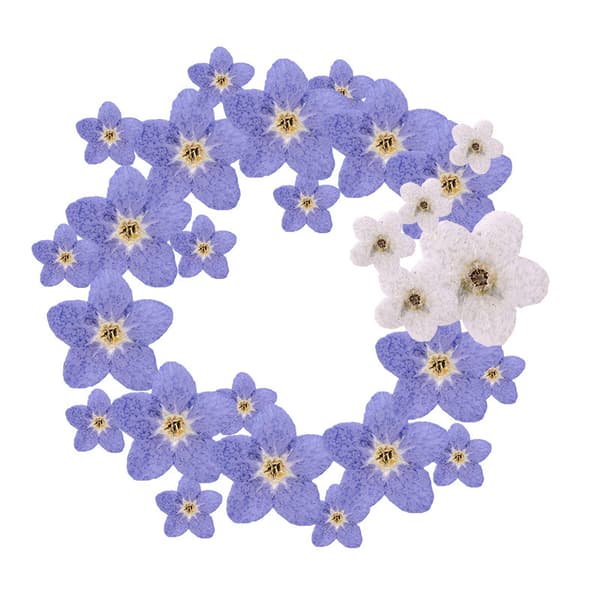 60 stk. naturlige tørrede pressede blomster tørrede glemmigejer ægte bl