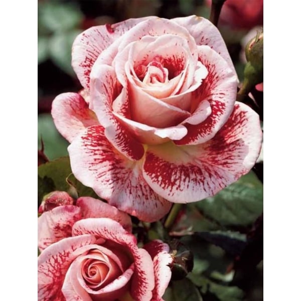 Rose DIY 5D diamantmaleri 30x40 cm (stil 16)