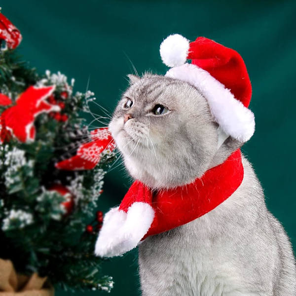 2-pack Juldräkt för Katt, Jultomtehatt med Halsduk för Valp Katt Julparty Kostymtillbehör