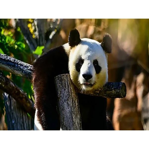 30x40 cm,8 5D Peinture Diamant DIY Complet,Panda géant animaux