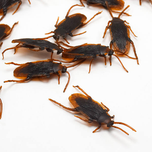 24-pack Falska Kackerlackor i Plast - Skämtkackerlackor, Gag-Presenter