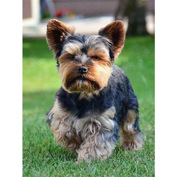 30 × 40 Silhuett hund diamantmaleri (30 * 40, 1 stk) Diam