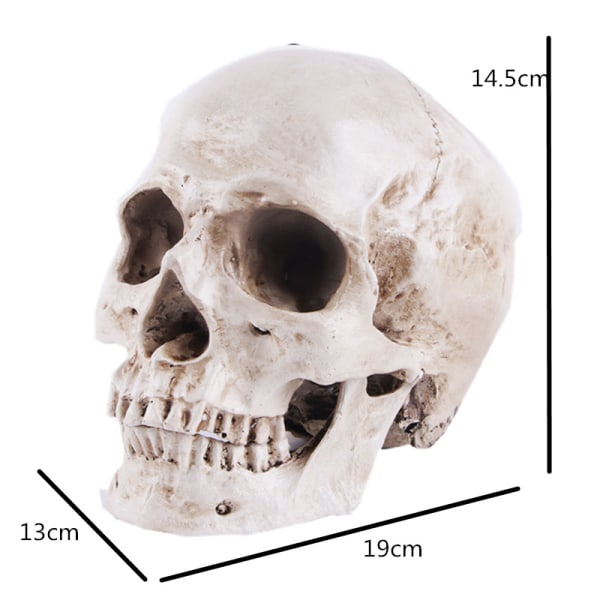 Anatomisk Skallemodell - Realistisk Mänsklig Skalle i Resin -