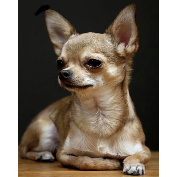 30 x 40 cm, Chihuahua Diamantmålning Broderi Diamant Peintur