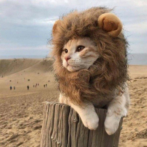 Løvemane kattekostume Velegnet til halsomkreds 24-34c