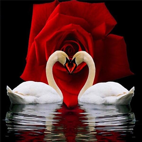 30 × 40 Rose in Love Swan diamond painting (30 * 40, 1 kpl) D
