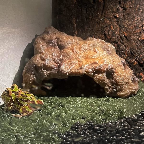 (M)Reptil Rock Reptil Skjul Hule Gemmested Terrarium Habitat Dekoration