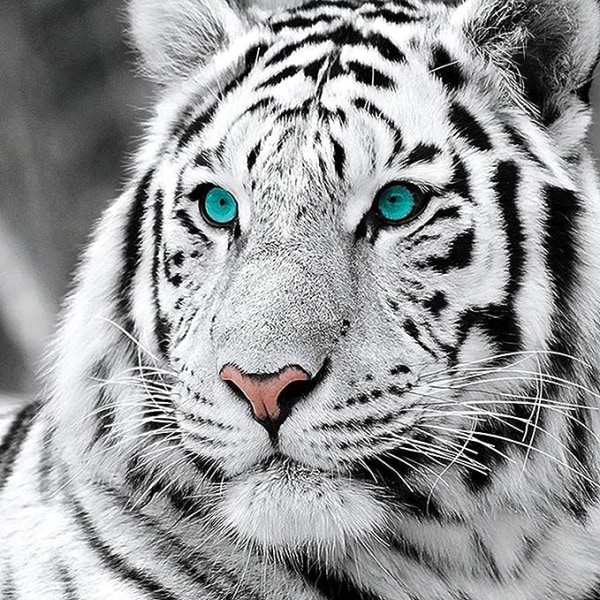Blue Dream Diamant Peinture Tigre Blanc 30*30cm, Animal Diamant