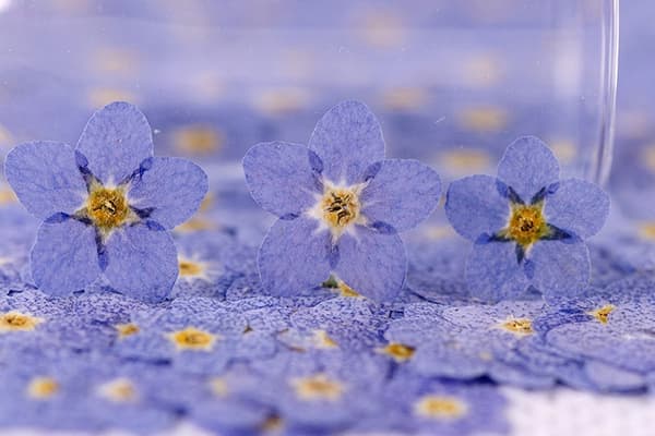 60 stk. naturlige tørrede pressede blomster tørrede glemmigejer ægte bl