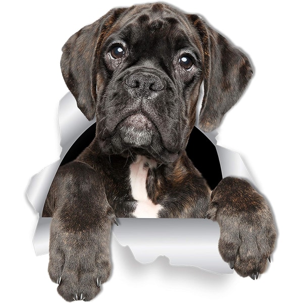 Bedårande Boxer Dog Set med 2 3D väggdekaler för väggar, bilar