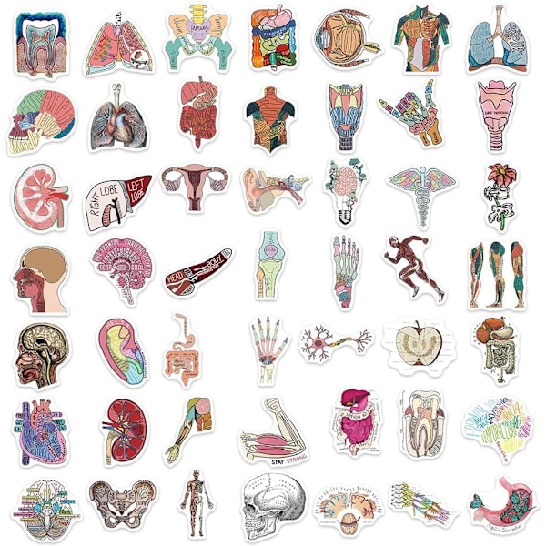 50 stk. Anatomi Organ Stickers, Laptop Stickers, Organ Stickers, Vandafvisende Vinyl Stickers til Scrapbooking, Skateboard