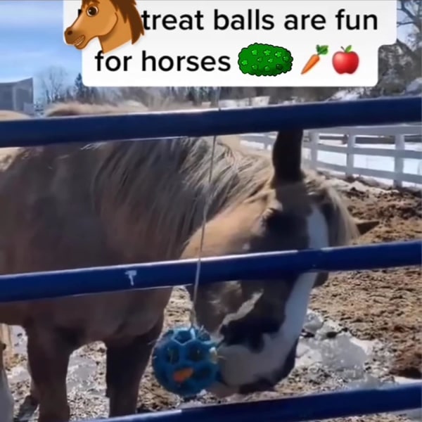 2 Pack Horse Therapy Balls Heinänsyöttölaite Lelut Hevoset, Polo Lelut