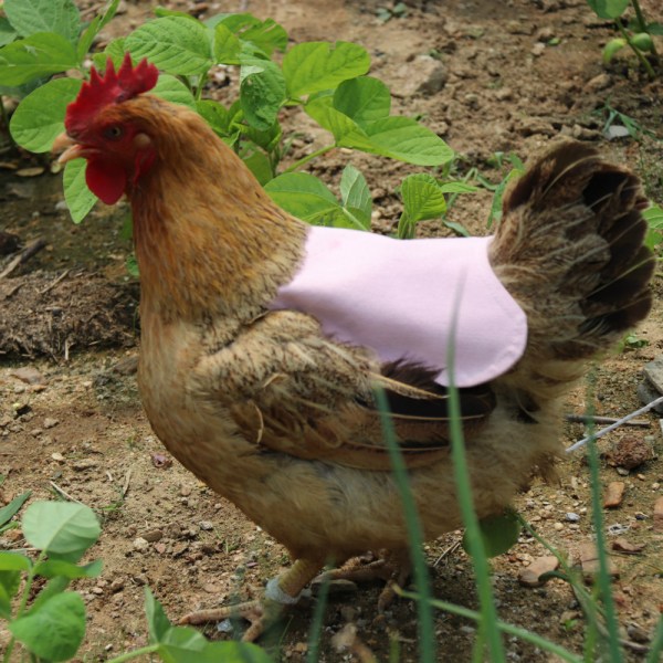 5 poulets solides (5 motiivia), veste de protection des plumes de