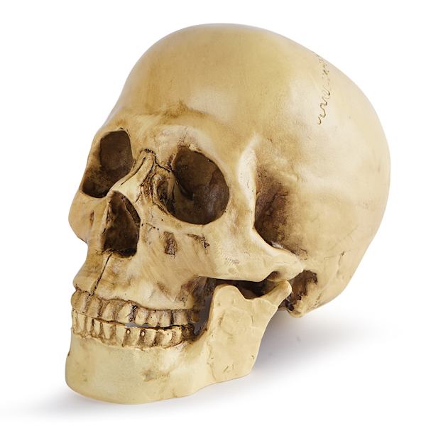 1:1 Resin Kraniemodel Simulering Skelet Hoved Medicinsk Kranie Kunstprint til Halloween Dekoration (19