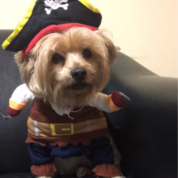 Pet Dog Costume Pirates of the Caribbean Style Kattekostumer