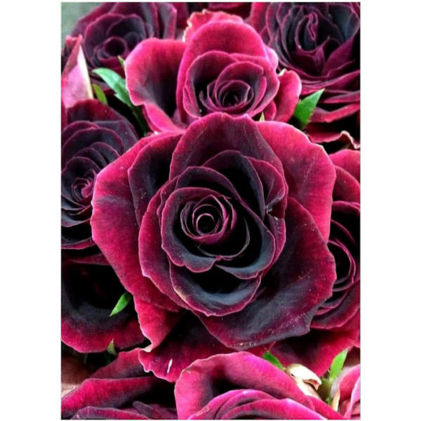 5d 30 x 40 cm, Diamant Peinture kit complet perceuse Blooming roses DIY Strass à broder au point de