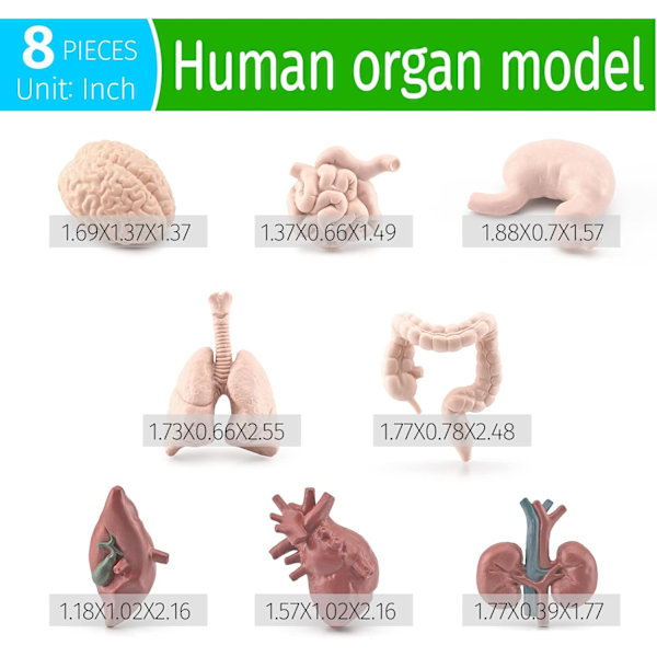 8 osaa lasten mannekiinin mini-ruumiinosat -setti ihmisen anatomiamalli Anatomia ja fysiologia Hyvät työkalut