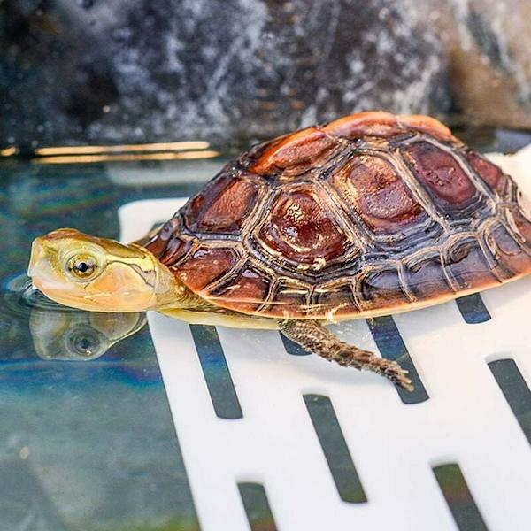 (19*12cm) Skildpadde Platform Skildpadde Solbad Platform Krybdyr Rampe Flo