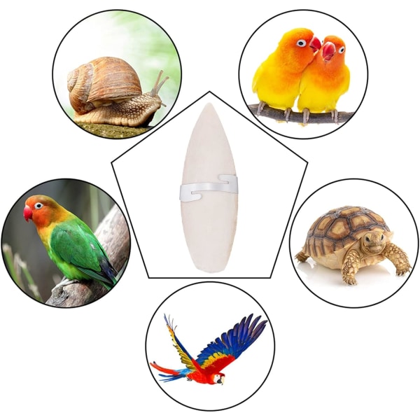 6 Pieces Cuttlefish Bone Chew Toys Birds Parrots Chew Toys with 6 Pieces Metal Holder for Reptiles T