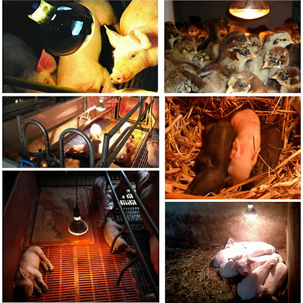 250w kyllingevarmelampe, kyllingevarmepære, hvalpekyllingehus H