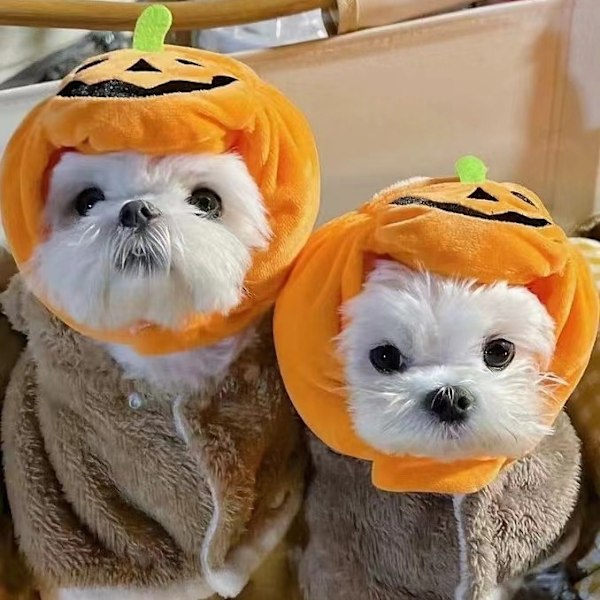 Halloween Pumpa Husdjur Mössa Justerbar Husdjur Huvudbonad Söt Pumpa Mössa för Katt Hund Halloween Klä Upp L