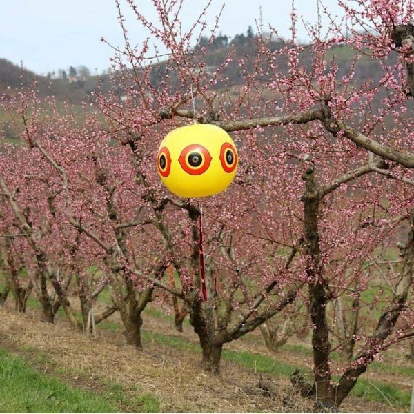 PVC oppustelig Terror Eye Ball Bird Ball