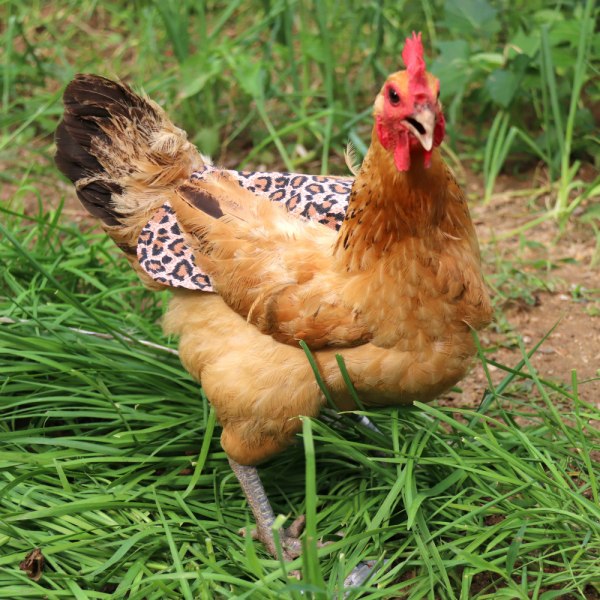 2 kana-asu (leopardikuvio), suojaava takki