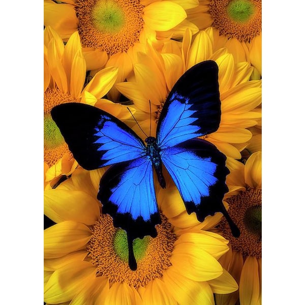(30x40cm)Butterfly Diamond Art Malesett for voksne -Rou