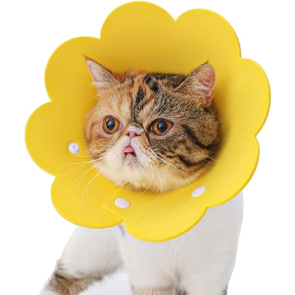 Collier pour chat anti léchage, réglable de 26 à 31 cm, collier