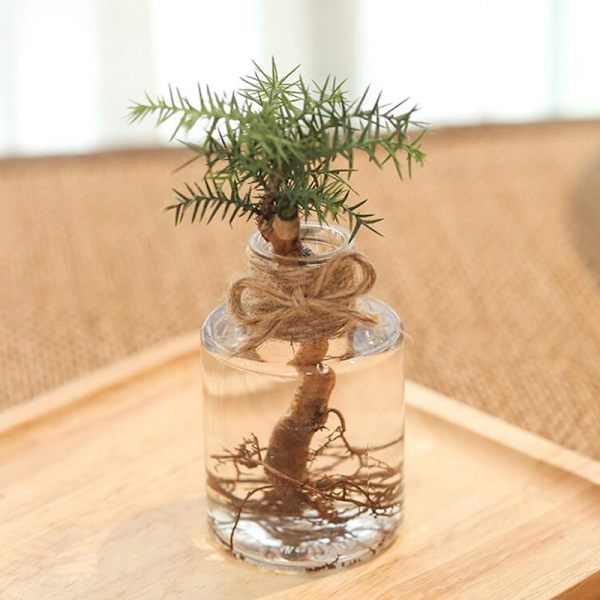 Transparent blomkruka Hydroponic Green Dill Plast Blomkruka as the picutre A