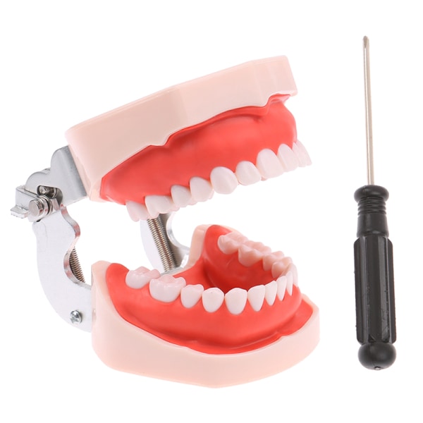 28 Tandtypodontutbildningsmodell för tandläkarundervisning