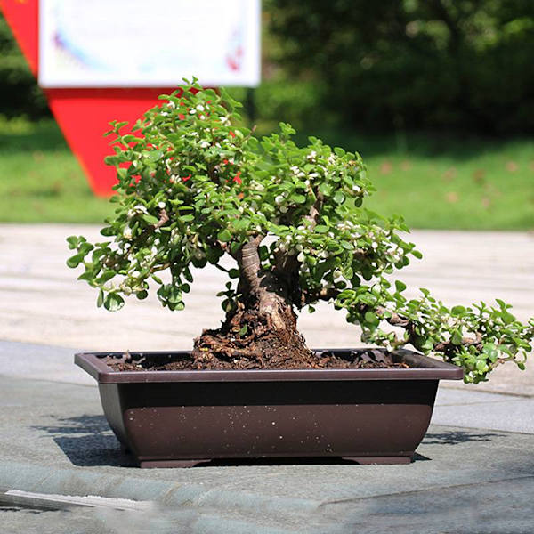 Imitert plast Balkong Firkantede Potter Blomst Bonsai Bowl Nurser as the picutre A4